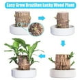 Newest Brazil Lucky Wood Sets Mini Brazilian Lucky Wood Plant newest-brazil-lucky-wood-sets-mini-brazilian-lucky-wood-plant