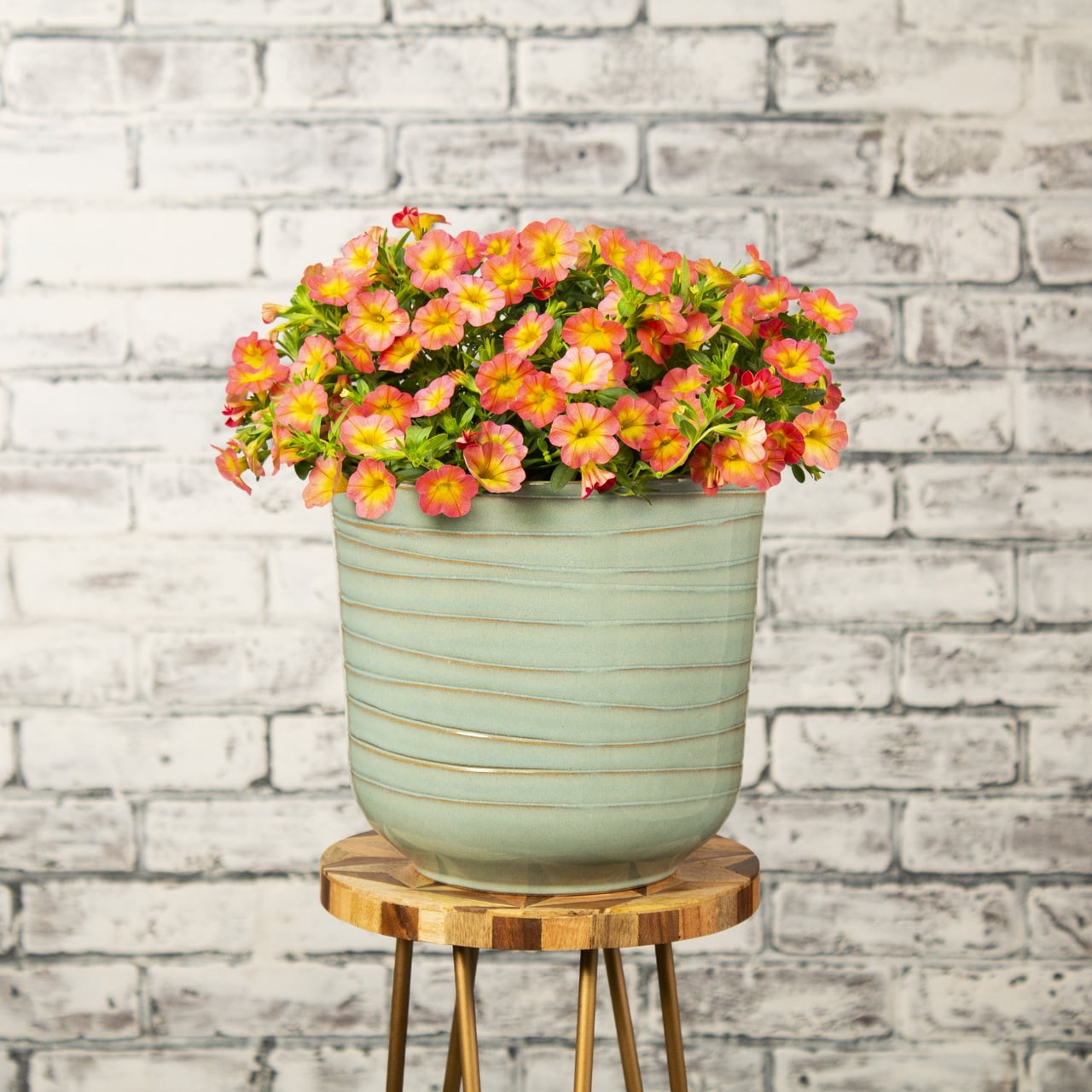 Proven Winners 1.5PT Coral Calibrachoa Live Annual Plant Sun 5-Pack