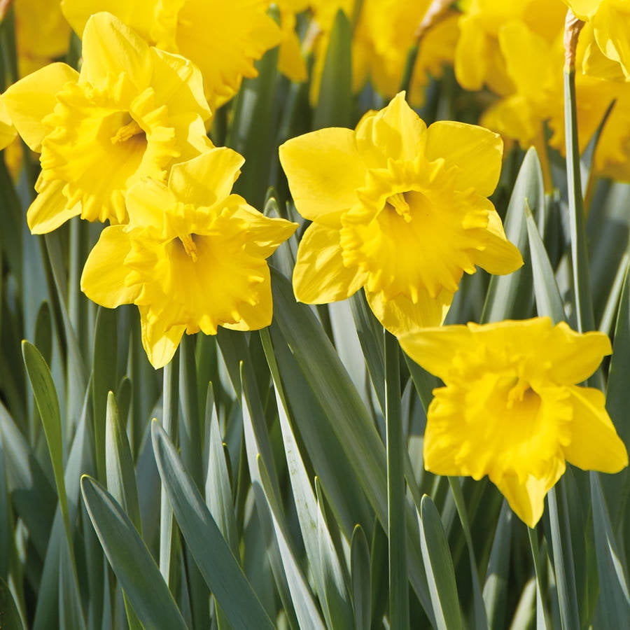 Van Zyverden Daffodils, Colossal Yellow Trumpet, Set of 100 Bulbs