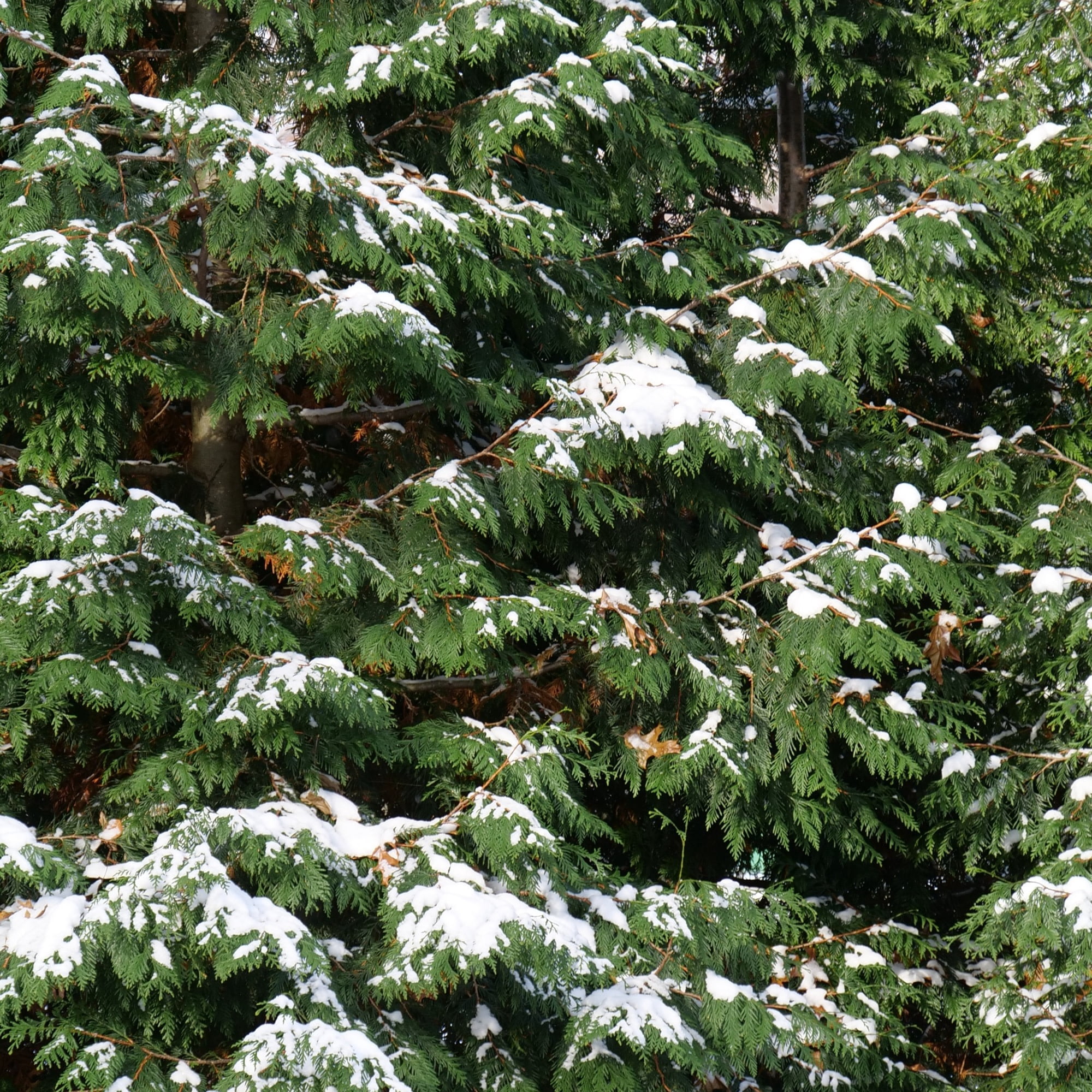 Proven Winners ColorChoice 6" Spring Grove Western Arborvitae Live Plant in 7.5" Pot