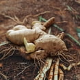 thumbnail image 5 of Fresh USDA Organic Ginger Root – Zesty, Potent & Pure – Natural Superfood for Health, 5 of 10
