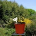 thumbnail image 2 of KINJOEK 6” x 4.33” x 5.20” Round Black Plastic Plant Pot with Drainage Holes (80 Count), 2 of 6
