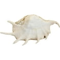 thumbnail image 3 of Lambis Truncata Spider Conch Decorative Seashell Table Top Centerpiece 9-10", 3 of 3