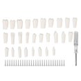 thumbnail image 1 of 28Pcs Removable Teeth Piece Durable Plastic Removable Design False Teeth for Typodont Teaching Study--, 1 of 5