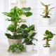 thumbnail image 3 of 2 piezas de estacas para plantas trepadoras de 41 cm, tallos de fibra de musgo de coco para plantas Monstera, soportes naturales para plantas, 3 of 4