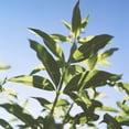 thumbnail image 4 of L'Occitane le Déodorant Incroyable Baume Déodorant Verveine 1.7 Once, 4 of 5