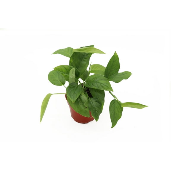 Monstera Laniata - 4'' from California Tropicals