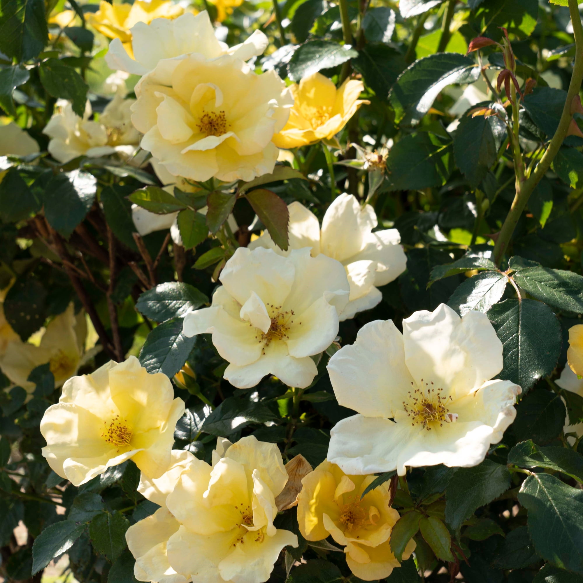 The Knock Out® Family of Roses 'The Easy Bee-zy Knock Out® Rose' Live Shrub in 1-Gallon Grower Pot
