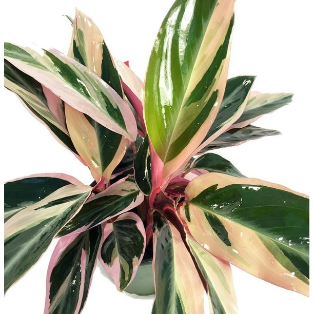 Tricolor Prayer Plant Stromanthe triostar Easy to Grow Tricolor Prayer Plant Stromanthe triostar Easy to Grow