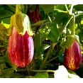 thumbnail image 2 of TomorrowSeeds - Pandora Striped Rose Eggplant Seeds - 200+ Count - For 2026 Planting Purple And, 2 of 8