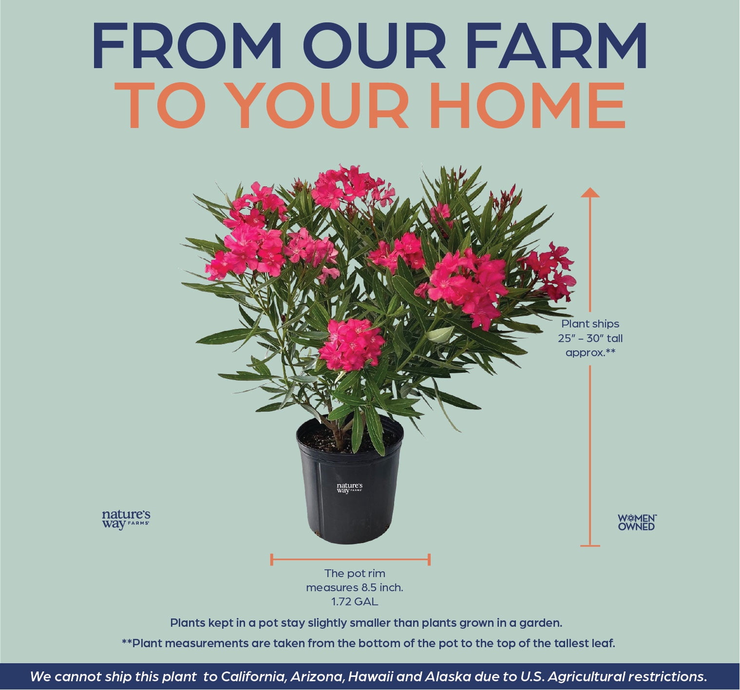 Nature's Way Farms Oleander Calypso Pink Outdoor Flowering Live Plant (25-30 in. Tall) in Grower Pot May Ship Without Flowers