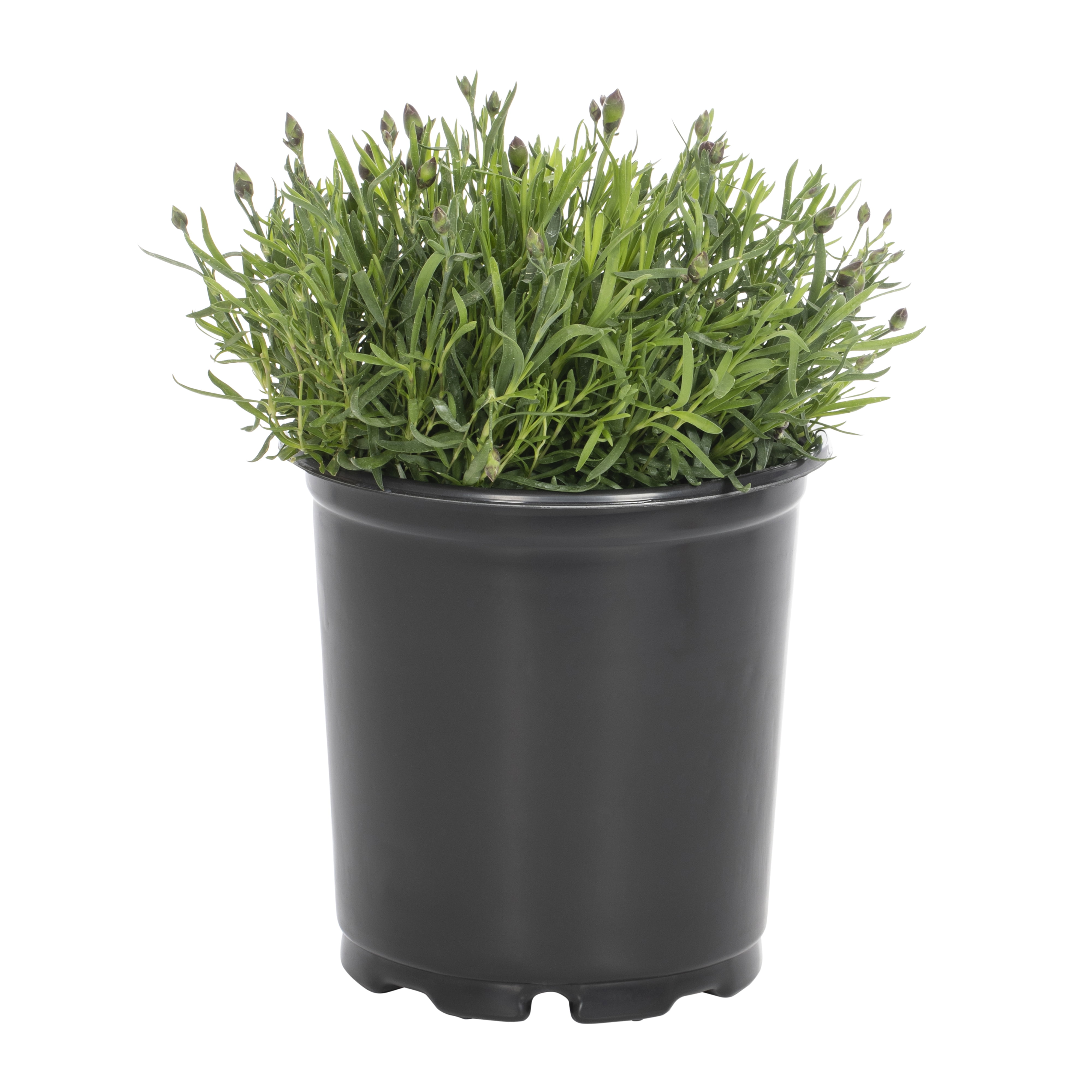Expert Gardener 2QT Orange Dianthus Live Perennial Plant Sun 3-Pack