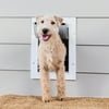 PetSafe Wall Entry Dog and Cat Door Telescoping Tunnel - Medium