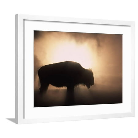 Young Bison, Getting Warmth from Steaming Geyser, Yellowstone, USA Framed Print Wall Art By Pete (Best Way To Get To Yellowstone)