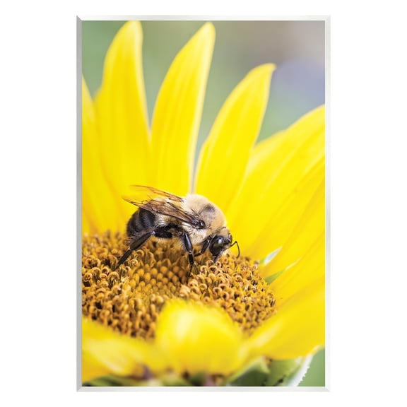 Stupell Industries Bee & Sunflower Photography Animals & Insects Photography Unframed Art Print Wall Art, 10 x 15