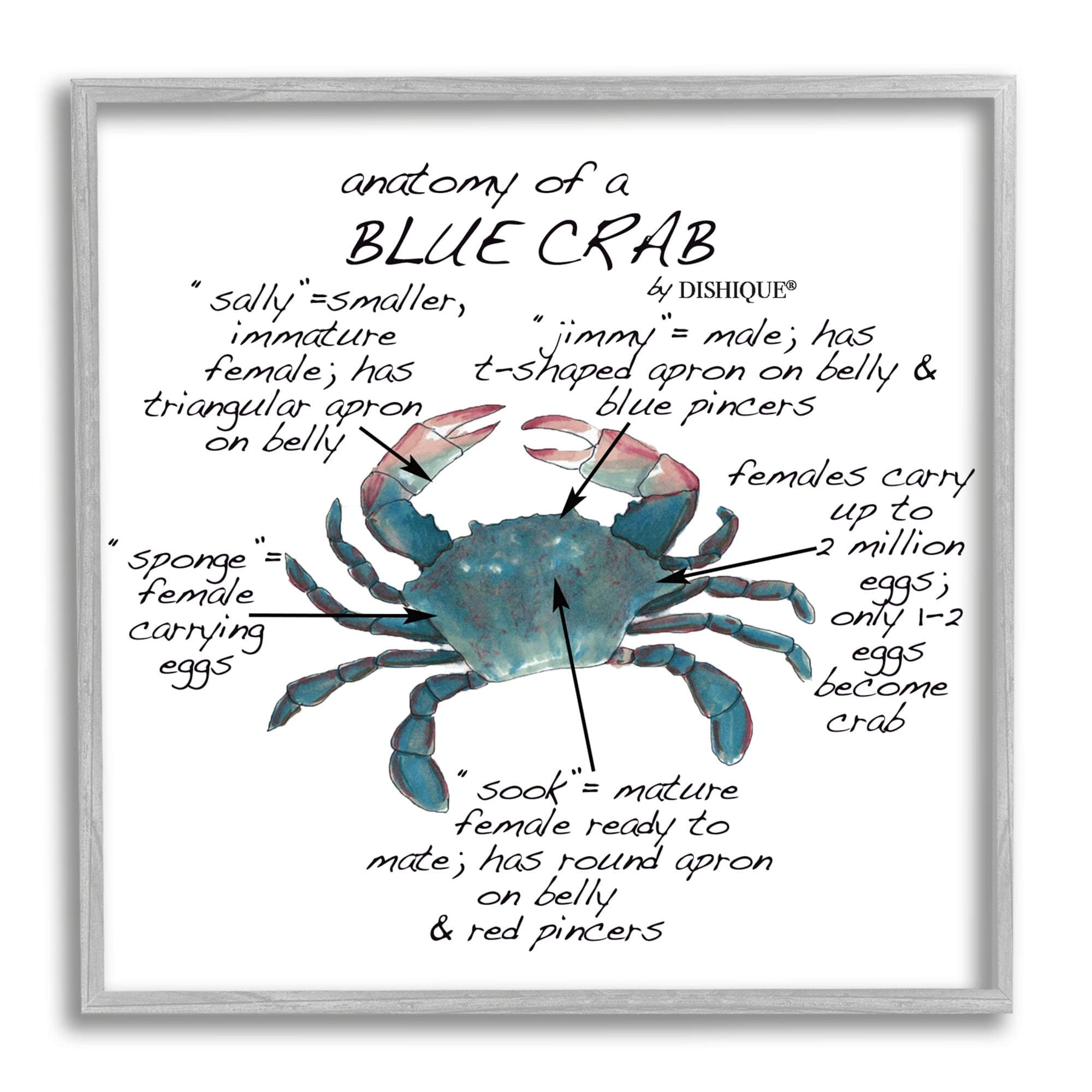 Stupell Industries Crab Anatomy Facts Educational Sea Life Diagram Graphic Art Gray Framed Art Print Wall Art, Design by Dishique