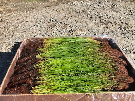 Longleaf Pine Tree  3 Live Plants  Pines Palustris  Hardy Fast Growing Evergreen Eco-Friendly Trees