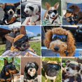 thumbnail image 2 of Gafas para Perro PETLESO con Protección UV para Perros de Tamaño Mediano, 2 of 7