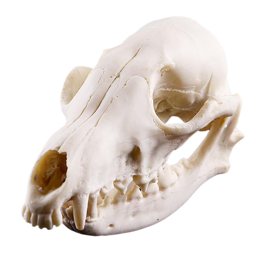 Lifelike Cat Skull Resin Head Skeleton Figurine Aquarium Ornament Home Decor 