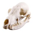 thumbnail image 1 of Lowrie Skull Resin Teaching Skeleton Model Aquarium, 1 of 8