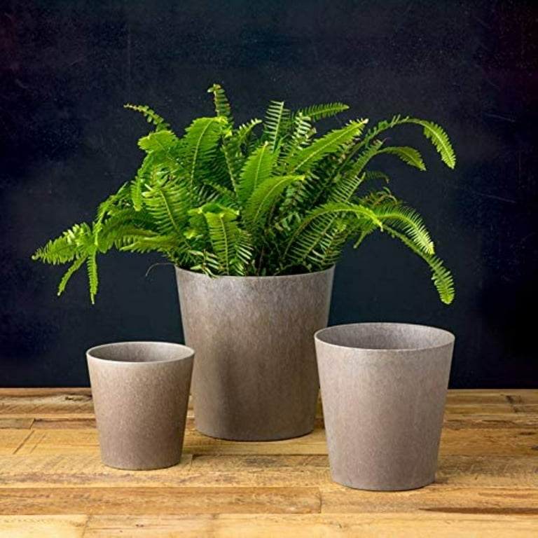 derma plant DERMA E main image 0