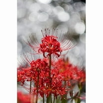 Red Spider Lily Plant Bulbs 3 Count, Vibrant Red Blooms for Fall and Spring Gardens