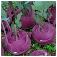thumbnail image 3 of Everwilde Farms - 250 Purple Vienna Kohlrabi Seeds - Gold Vault Jumbo Bulk Seed Packet, 3 of 5