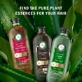 thumbnail image 4 of Herbal Essences Bio:Renew Hydrate Conditioner, Coconut Milk 13.5 oz (Pack of 3), 4 of 6