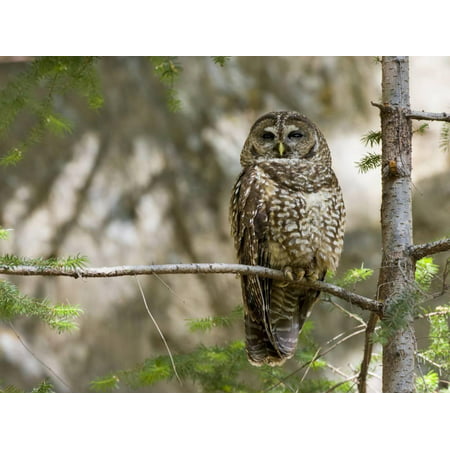 A Spotted Owl (Strix Occidentalis) in Los Angeles County, California. Print Wall Art By Neil
