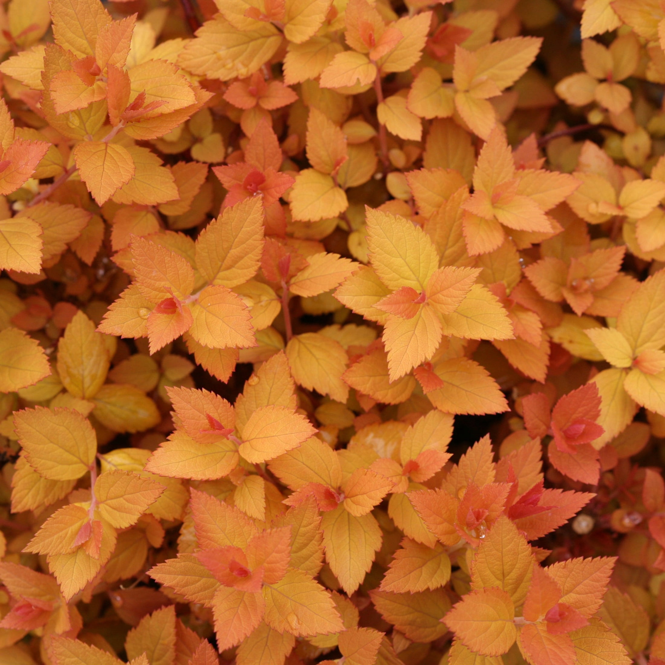 Proven Winners ColorChoice 5" Purple Double Play Candy Corn Spirea Live Plant in 4.5" Pot (4 Count)