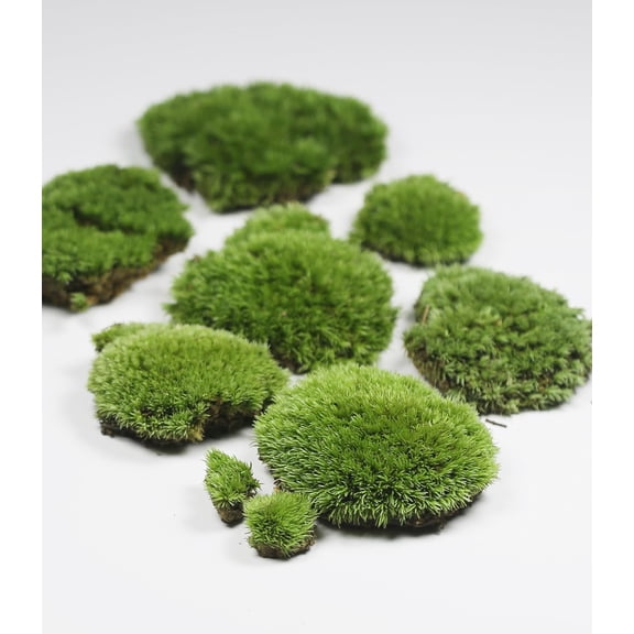 Lucky Plant Live Moss for Terrarium Fern Moss Bonsai Moss Live Sheet Moss Reptiles Moss Sheet Moss Pincushion Moss for Tabletop centerpieces, Wedding, Christmas, and Fairy Party Decorations,Indoor