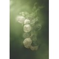 thumbnail image 2 of Zvinakeviciute, Kristina 13x18 White Modern Wood Framed Museum Art Print Titled - Jasmine, 2 of 4