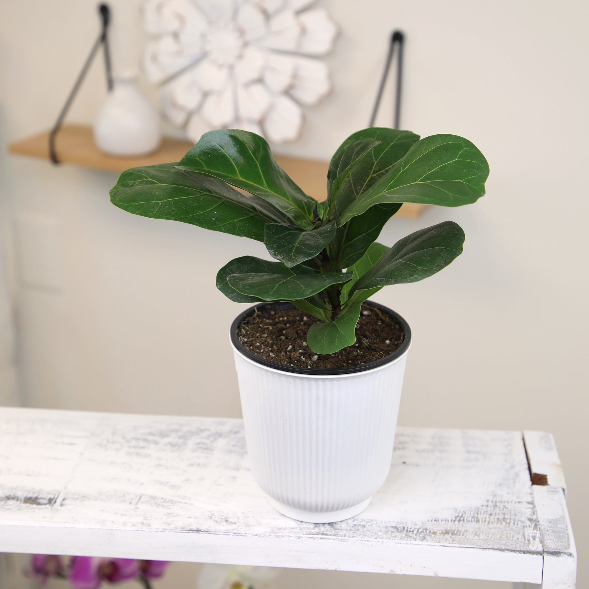 Fiddle-leaf Fig Ficus Tree Houseplant | 4.25in. Decor Pot; Indirect Light | Element by Altman Plants