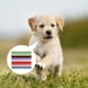 thumbnail image 2 of Bandas de identificación ajustables para cachorros en 12 colores, collares para cachorros durante el parto, colores surtidos, 2 of 7