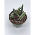 thumbnail image 4 of Stapelia Similis, Similar Stapelia, 4 inch Pot, Black Starfish Flower, Rare Huernia, 4 of 9
