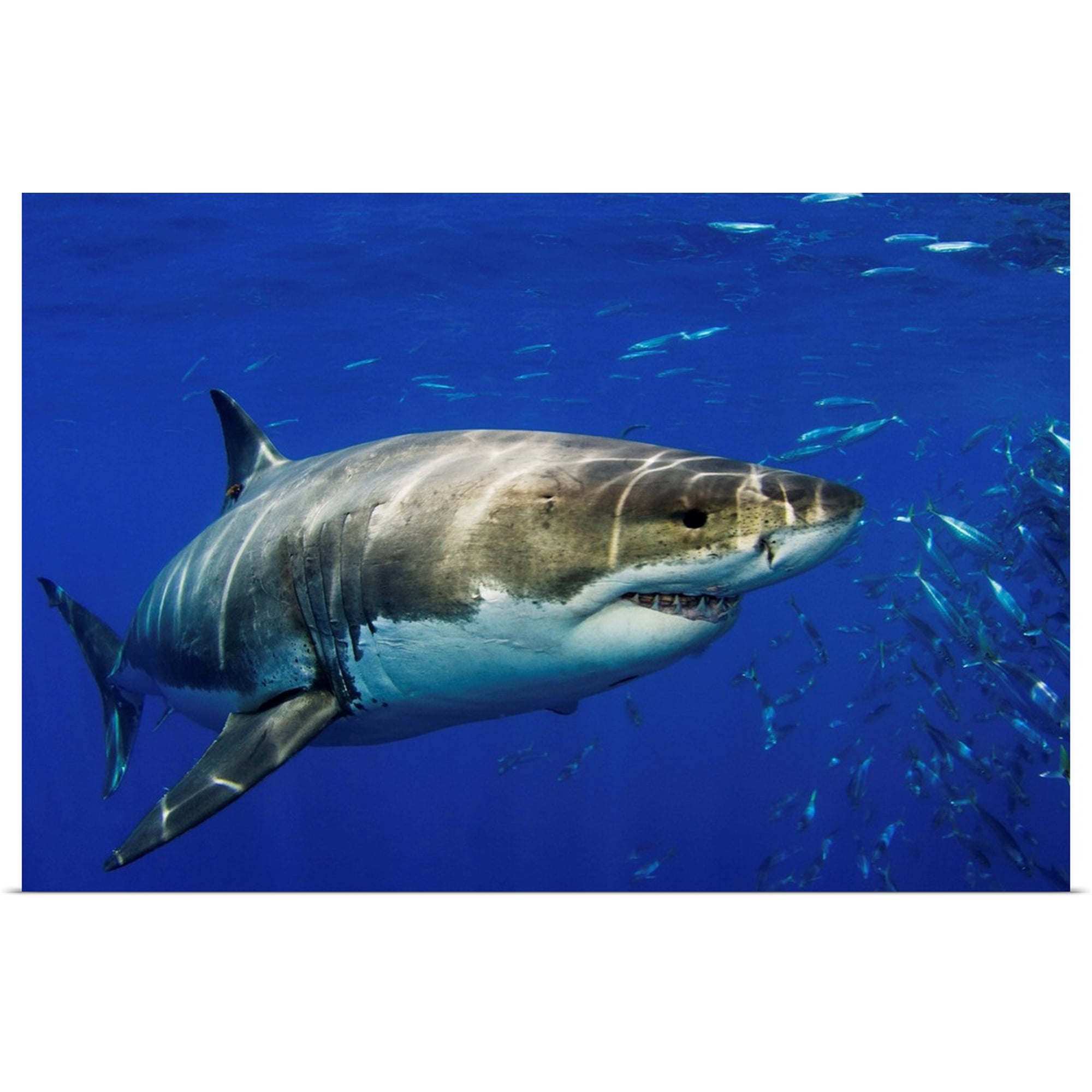 Great BIG Canvas | Rolled Dave Fleetham Poster Print entitled Mexico, Guadalupe Island, Great White Shark (Carcharodon Carcharias)