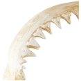 thumbnail image 2 of Design Toscano SD1130959 Shark Jaws Jagged Teeth Statue on Display Stand, 16 Inch, Bone, 2 of 4