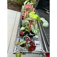 thumbnail image 2 of Blue Buddha Farm: Caladium Variety Mix (Random Mix of Bulbs)-12 Bulbs - Easy to Grow Indoor or Outdoor Perennial Plant, 2 of 6