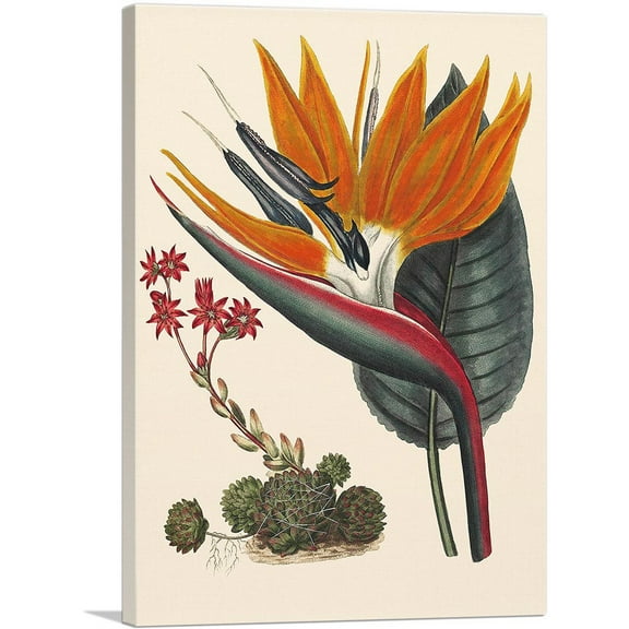 ARTCANVAS Bird Of Paradise 1806 Canvas Art Print by Sydenham Edwards - Size: 26" x 18" (0.75" Deep)