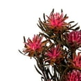 thumbnail image 4 of Vickerman 8-20" Pink Punch Plumosum, Female, 8 flower heads per bundle, Preserved, 4 of 4