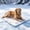 D1-19.68x27.55in, variant on TFEOQRY Ultra Thin Portable Ice Silk Cooling Mat Non Slip Breathable Summer Pet Bed indoor outdoor