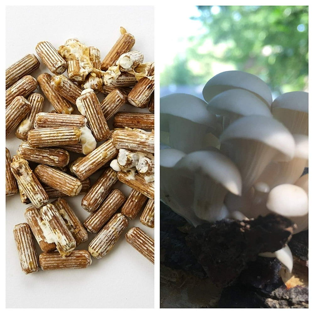 Oyster Mushroom Mycelium Plug Spawn 100 Count Grow Edible Gourmet