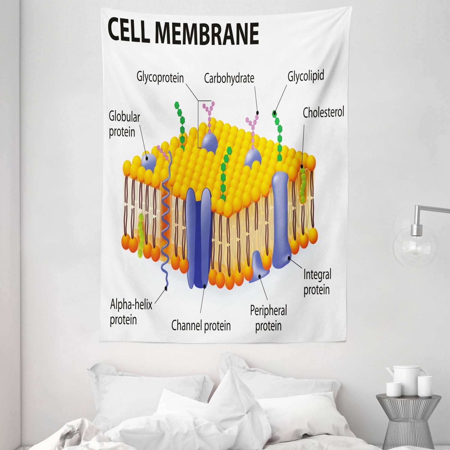 Educational Tapestry, Detailed Diagram of Membrane Cell Structure Types