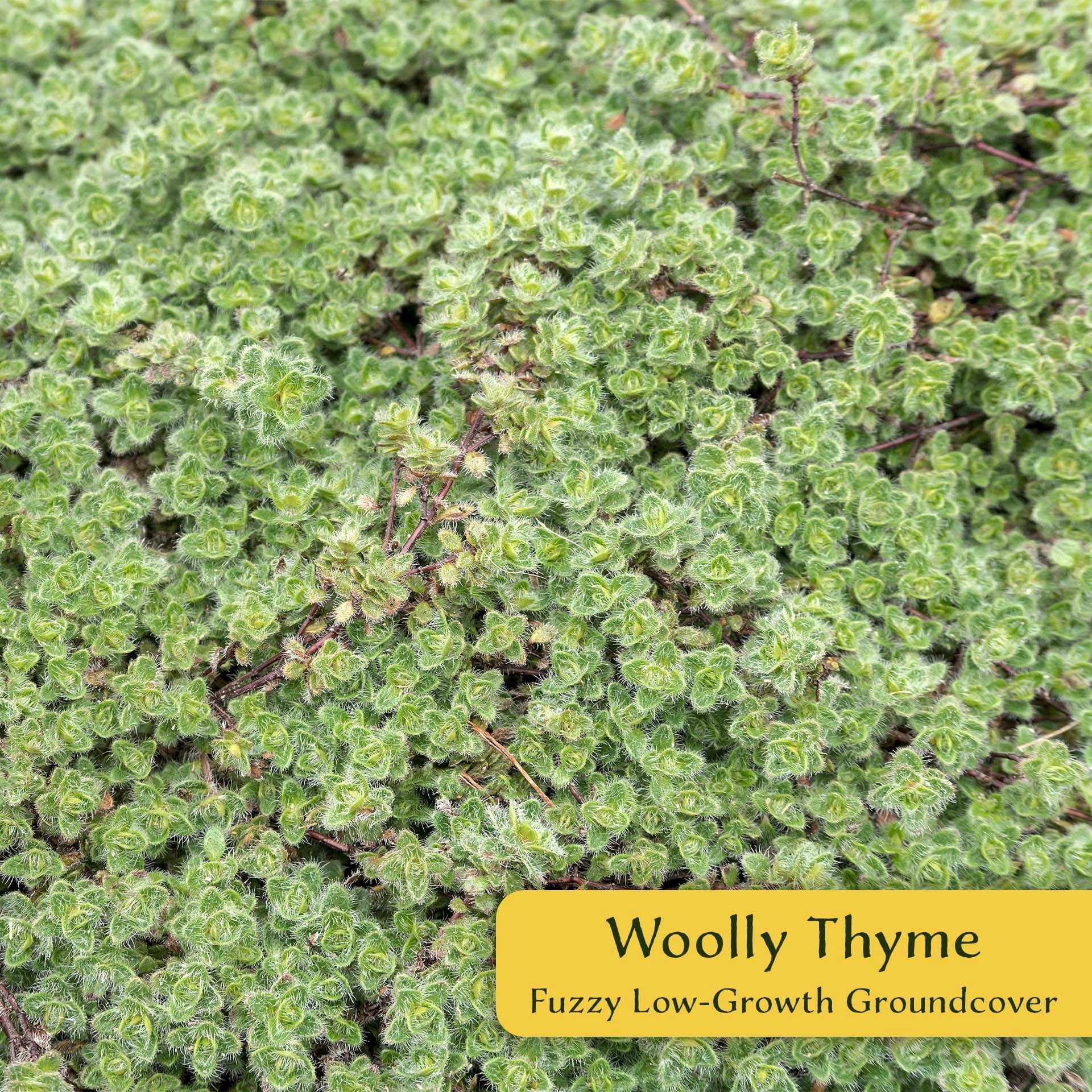 12 Woolly Thyme – Low-Growing Fragrant Fuzzy Evergreen Groundcover for Rock Gardens, Containers & Pathways (Thymus pseudolanuginosus) in 2.5″ Cubes, Live Plants