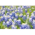 thumbnail image 2 of Wilson, Emily M. 24x17 Black Ornate Wood Framed with Double Matting Museum Art Print Titled - Johnson City-Texas-USA-Bluebonnet wildflowers in the Texas Hill Country, 2 of 4