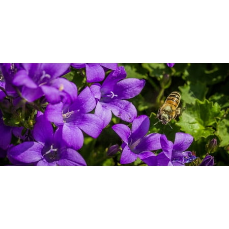 Canvas Print Insect Nectar Close Macro Flower Honey Plant Bee Stretched Canvas 10 x