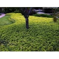 thumbnail image 2 of Japanese Spurge 48 Plants - Pachysandra - Hardy Groundcover - 1 3/4" Pots, 2 of 3