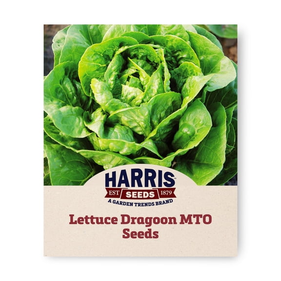 Harris Seeds Dragoon Organic Little Gem Lettuce, Compact Green Heads, 50 Count
