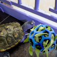 thumbnail image 4 of ShenMo Turtle Treat Ball, Hay Food Toy, Turtle Feeding Ball, Fruit Vegetable Holder, Toy for Small Pets, 4 of 5