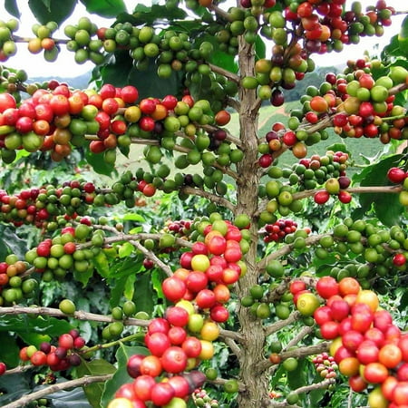 Hirt's Arabica Coffee Bean Plant - 3